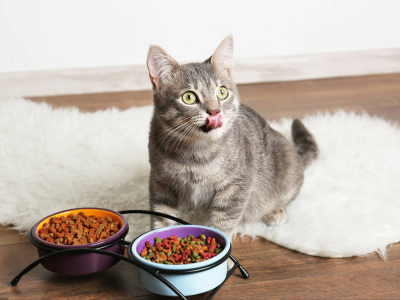 猫粮排名前十品牌（有哪些值得买的性价比高的猫粮） ！