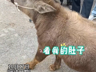 云南丽江现2岁“袖珍牛” 目击者：买家高价购入只为当宠物 ！