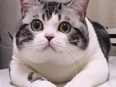 起司猫为什么不宜养（为什么起司猫不适合作为宠物养） ！