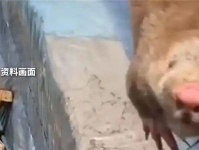 夫妻抓住偷柑橘的竹鼠烤来吃确诊肺炎 医生：这种菌太危险 ！