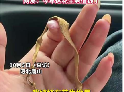 收花生找到姥姥丢了12年的金镯子 ！网友：今年这花生老值钱了！