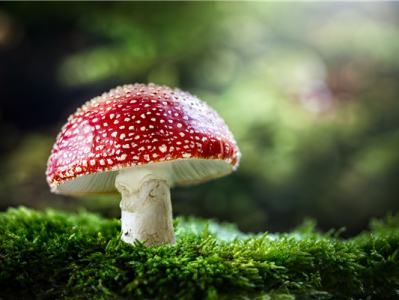 老人用狗试毒蘑菇：结果全家仍然中毒 !