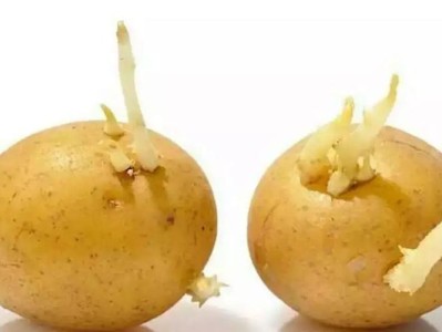 土豆发芽了把芽削掉能吃吗（土豆发芽去掉芽眼后还能食用吗） ！