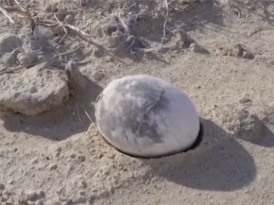 阿根廷发现7000万年前完整恐龙蛋:通体雪白 形似煮熟鸡蛋 !
