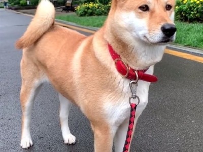 中华田园犬禁养 网友吵翻老祖宗严选为啥不让养：多部门回应了 !