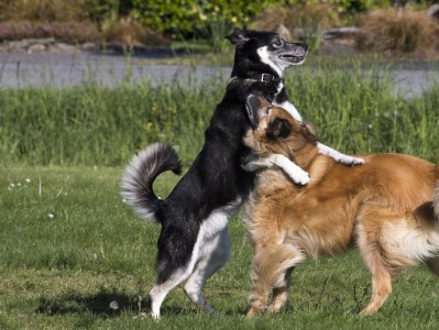 训犬基地的收费标准（训犬基地每月的收费是多少） ！
