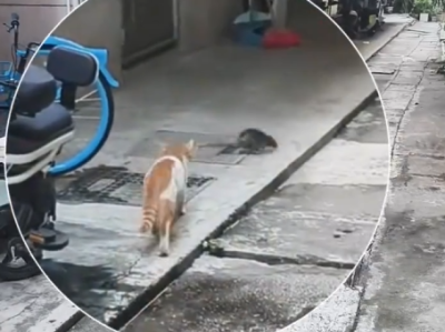  倒反天罡！大老鼠竟对猫穷追不舍 猫被吓得四处逃窜 网友：这么大的老鼠谁不怕啊 !