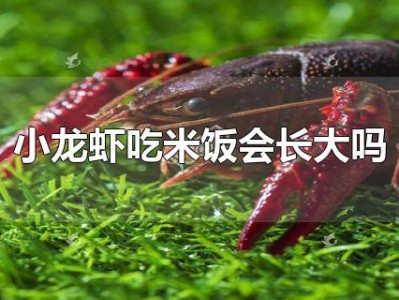 小龙虾吃米饭会长大吗（小龙虾的食物关系） ！