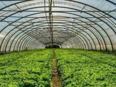 目前建一亩大棚多少钱呢（种植大棚蔬菜的风险大吗） ！