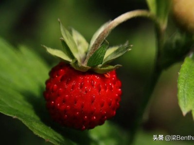 糖尿病患者能吃什么水果（什么时间吃水果产生的影响小） !