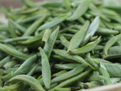 白毫银针属于什么茶（白毫银针的营养价值和选购技巧） ！