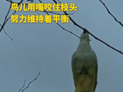 失去双脚的鸟儿用嘴牢牢咬住枝头 在空中吊着身体休息 网友：飞起来的一瞬间更让人敬畏 ！