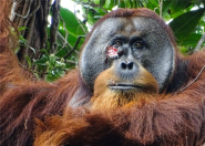 智商新高度！红毛猩猩首次被发现用药草处理伤口 ！